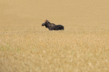 Image showing Elk in Wheat Field