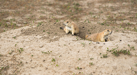 Image showing Prarie Dogs Stand Sentry Underground Home Entrance