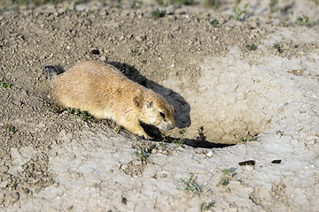 Image showing Prairie Dog Stand Sentry Underground Home Entrance