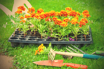 Image showing Flowers ready for planting on a flower bed