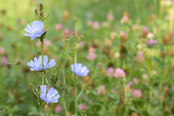 Image showing Blue chicory herb in summer 