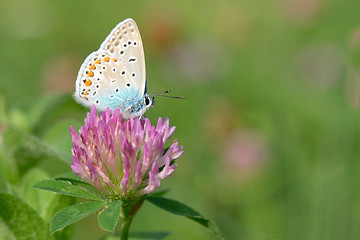 Image showing Common blue (Polyommatus icarus) 