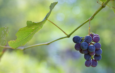 Image showing Purple red grapes