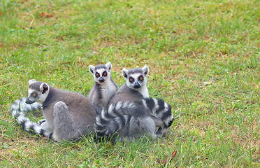 Image showing ring-tailed lemur (lemur catta) 