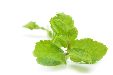 Image showing Fresh mint leaves