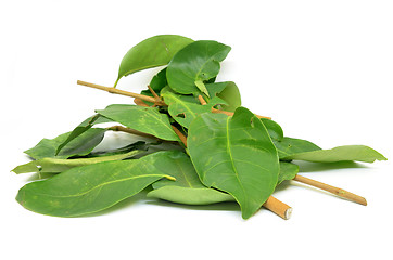 Image showing Indonesian Bay Leaf