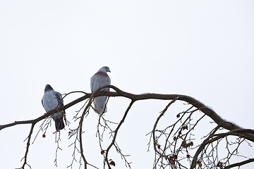 Image showing pigeons sitting on the branch in winter