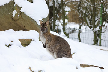 Image showing Red-necked Wallaby in snowy winter