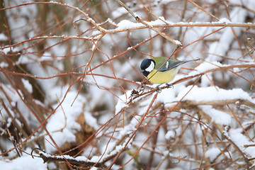 Image showing beautiful small bird great tit in winter