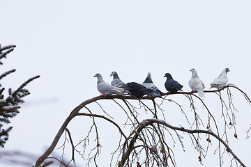 Image showing pigeons sitting on the branch in winter