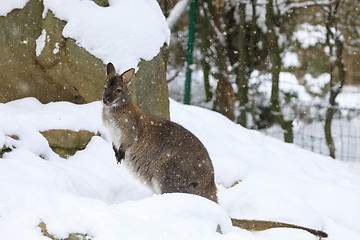 Image showing Red-necked Wallaby in snowy winter