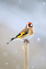 Image showing small bird European goldfinch in winter