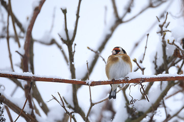 Image showing small bird European goldfinch in winter