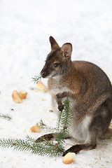 Image showing Red-necked Wallaby in snowy winter