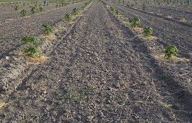 Image showing Paulownia Plant Field