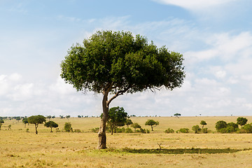 Image showing acacia tree in savannah at africa