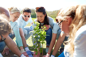 Image showing group of volunteers planting tree in park