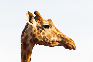 Image showing giraffe in africa