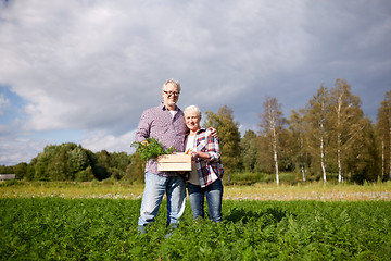 Image showing senior couple with box picking carrots on farm