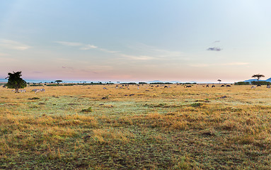 Image showing group of herbivore animals in savannah at africa