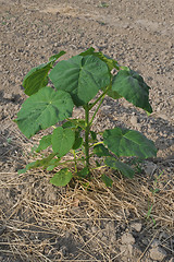 Image showing One Paulownia Plant