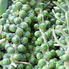 Image showing Brussel sprout