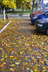 Image showing Yellow and red autumn leaves, fallen on asphalt and cars