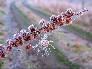 Image showing Artistic photo with a branch of grass in the frost on the background of the road