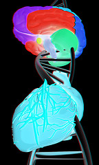 Image showing DNA, brain and heart. 3d illustration. Anaglyph. View with red/c