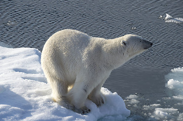 Image showing Polar bear on the ice.