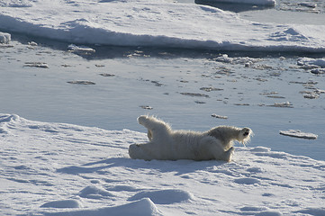 Image showing Polar bear walking on the ice.