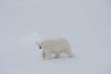 Image showing Polar bear walking on the ice.