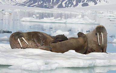 Image showing Walruses on ice flow