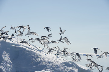 Image showing Black-legged Kittiwake on iceberg