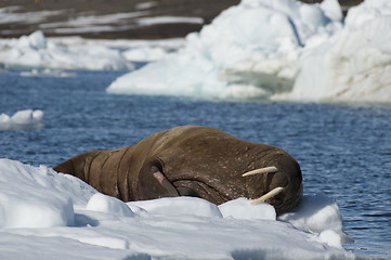 Image showing Walrus on ice flow