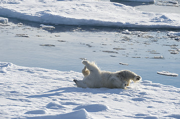 Image showing Polar bear walking on the ice.