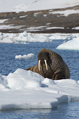 Image showing Walrus on ice flow