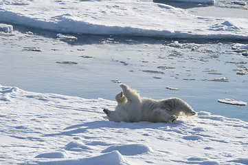 Image showing Polar bear llies on a back on the ice.