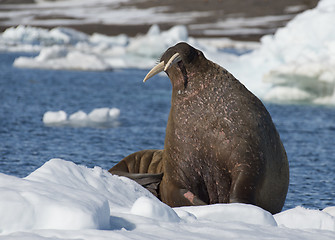 Image showing Walrus on ice flow
