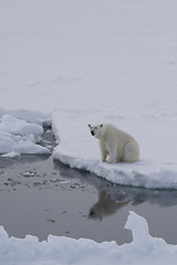Image showing Polar bear on the ice