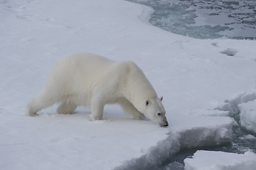 Image showing Big polar bear on drift ice edge .