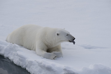 Image showing Polar bear lies on the ice.