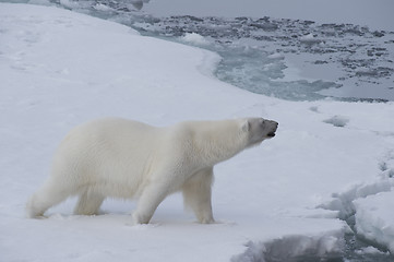 Image showing Big polar bear on drift ice edge .