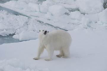 Image showing Polar bear walking on the ice.