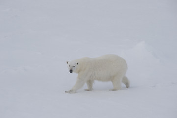 Image showing Polar bear walking on the ice.