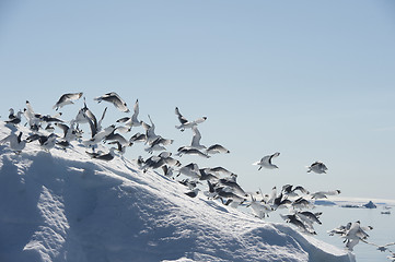 Image showing Black-legged Kittiwake on iceberg