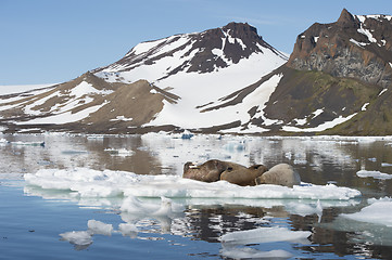 Image showing Walruses on ice flow