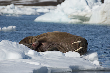 Image showing Walrus on ice flow