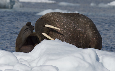 Image showing Walrus on ice flow