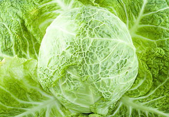 Image showing Cabbage